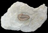 Bargain, Flexicalymene Trilobite In Shale - Ohio #52200-2